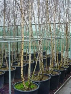 Meerstammige Berk (Betula Pendula) -Tuinplantenwinkel 041betulapendulameerstammmig 4 1
