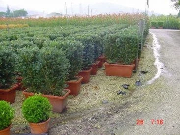 Buxus Meeneemhaag (Buxus Microphylla 'Faulkner') 2 Buxus Meeneemhaag (Buxus Microphylla 'Faulkner') - Afbeelding 2