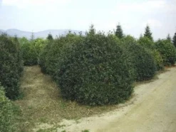 Camelia (Camellia Sasanqua) -Tuinplantenwinkel 057camelliasasanquabol 45 9 1