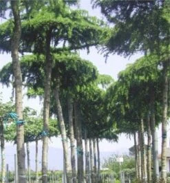 Ceder Als Dakboom (Cedrus Deodara 'Pendula') -Tuinplantenwinkel 077cedrusdeodarapenduladakvorm 3 2