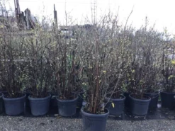 Winterzoet (Chimonanthus Praecox) 10 Winterzoet (Chimonanthus Praecox) -Tuinplantenwinkel 10