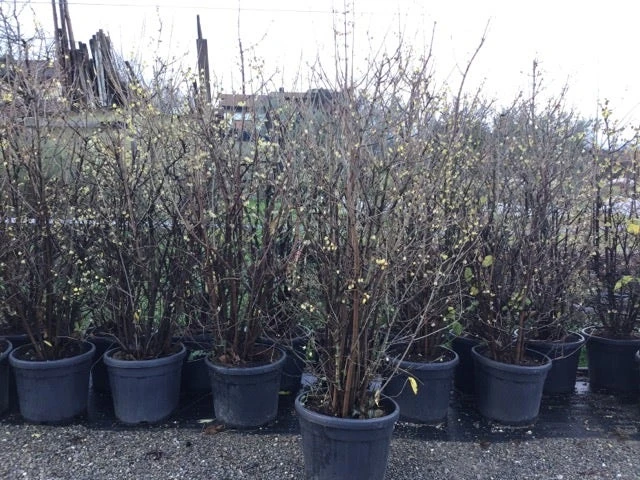 Winterzoet (Chimonanthus Praecox) 5 Winterzoet (Chimonanthus Praecox) - Afbeelding 5