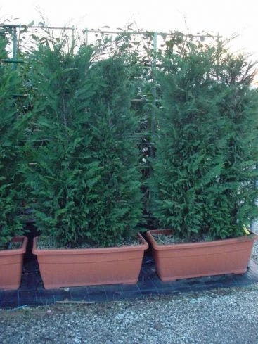 Conifeer Meeneemhaag (Cupressocyparis Leylandii) 1 Conifeer Meeneemhaag (Cupressocyparis Leylandii)