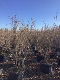 Kornoelje (Cornus Kousa 'Schmetterling') -Tuinplantenwinkel 12