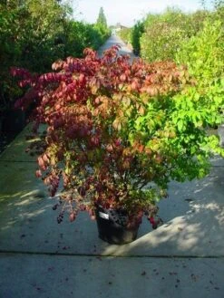 Kardinaalshoed (Euonymus Alatus) -Tuinplantenwinkel 126euonymusalatussolt 55 11 1