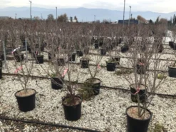 Kornoelje (Cornus Kousa 'Schmetterling') -Tuinplantenwinkel 13 1