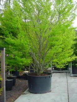 Varenbeuk (Fagus Syvatica 'Asplenifolia' ) -Tuinplantenwinkel 132fagussyl.asplenifoliasolt 6