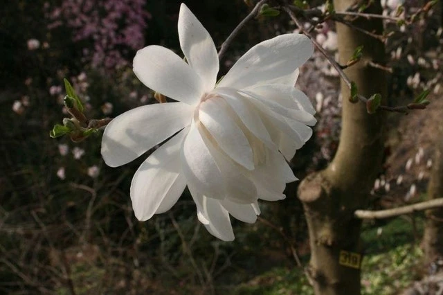 Beverboom (Magnolia Loebneri 'Wildcat') 2 Beverboom (Magnolia Loebneri 'Wildcat') - Afbeelding 2