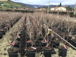 Kornoelje (Cornus Kousa 'Schmetterling') -Tuinplantenwinkel 14