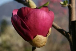 Beverboom (Magnolia 'Black Tulip') -Tuinplantenwinkel 140666 1 m black tulip 385