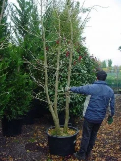 Japanse Notenboom, Meerstammig (Ginkgo Biloba) -Tuinplantenwinkel 148ginkgobilobameerstammig 4 2