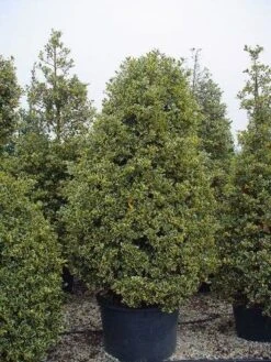 Hulst (Ilex Aquifolium 'Silver Queen') -Tuinplantenwinkel 162ilexaquif.silverqueen 5