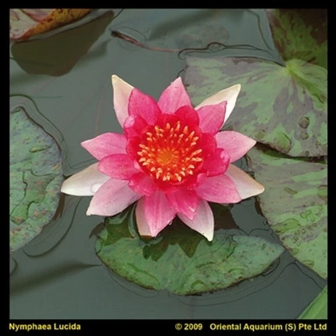 Waterlelie (Nymphaea 'Laydekeri Lilacea') 2 Waterlelie (Nymphaea 'Laydekeri Lilacea') - Afbeelding 2