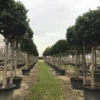 Liguster Als Boom (Ligustrum Japonicum 'Texanum')
