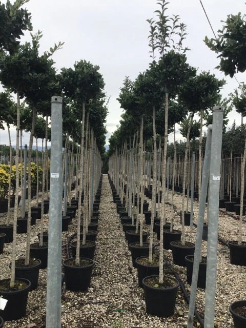 Liguster Als Boom (Ligustrum Japonicum 'Texanum') 2 Liguster Als Boom (Ligustrum Japonicum 'Texanum') - Afbeelding 2