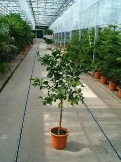 Limoen (Citrofortunella Lemon)