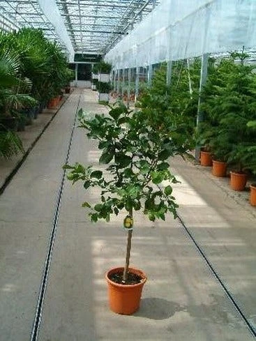 Limoen (Citrofortunella Lemon) 1 Limoen (Citrofortunella Lemon)