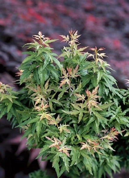 Japanse Esdoorn (Acer Palmatum 'Kotohime') 2 Japanse Esdoorn (Acer Palmatum 'Kotohime') - Afbeelding 2