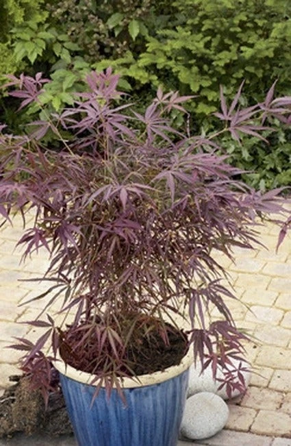 Japanse Esdoorn (Acer Palmatum 'Red Pygmy') 1 Japanse Esdoorn (Acer Palmatum 'Red Pygmy')