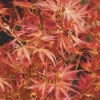 Japanse Esdoorn (Acer Palmatum 'Wilson's Pink Dwarf')