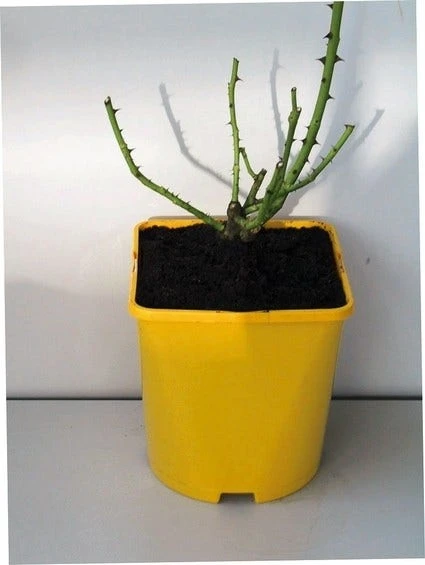 Roos (Rosa 'Rhapsody In Blue') 2 Roos (Rosa 'Rhapsody In Blue') - Afbeelding 2