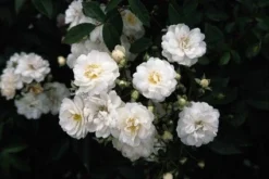 Miniklimroos (Rosa 'Guirlande D'Amour') -Tuinplantenwinkel 20060518173342 1 2