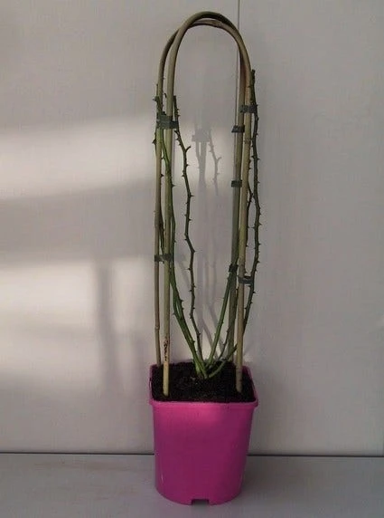 Miniklimroos (Rosa 'Perennial Blush') 1 Miniklimroos (Rosa 'Perennial Blush')