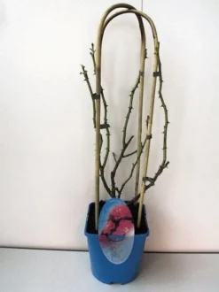 Klimroos (Rosa 'Grand Hotel')