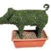 Pig (Ligustrum Delavayanum)
