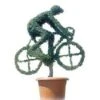 Cyclist (Ligustrum Delavayanum)