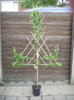 Lei-peer (Pyrus Communis 'Conference') -Tuinplantenwinkel 20060803193623 1 1