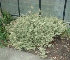 Tuinplantenwinkel -Tuinplantenwinkel 20070613234549 2