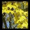 Colchische Esdoorn (Acer Cappadocicum 'Aureum')