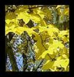 Colchische Esdoorn (Acer Cappadocicum 'Aureum')