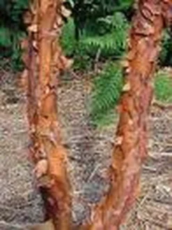 Papieresdoorn (Acer Griseum) -Tuinplantenwinkel 20070629145511 5