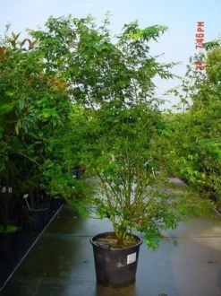 Japanse Esdoorn (Acer Palmatum) -Tuinplantenwinkel 20070701212919 11