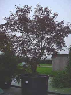 Japanse Esdoorn (Acer Palmatum 'Bloodgood') -Tuinplantenwinkel 20070701222051 12