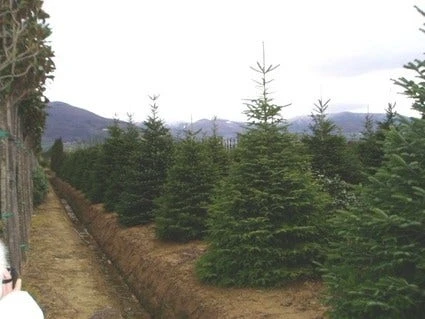 Nordmann-spar (Abies Nordmanniana) 5 Nordmann-spar (Abies Nordmanniana) - Afbeelding 5