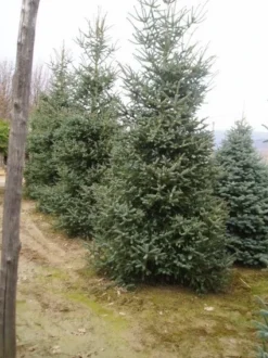 Spaanse Den (Abies Pinsapo 'Glauca') -Tuinplantenwinkel 20070701230024 6 1