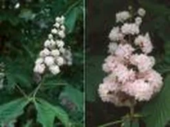 Paardenkastanje (Aesculus Hippocastanum 'Baumannii') -Tuinplantenwinkel 20070702095331 17