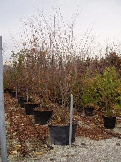 Canadese Krentenboom (Amelanchier Canadensis) 2 Canadese Krentenboom (Amelanchier Canadensis) - Afbeelding 2