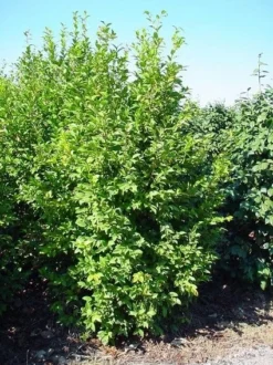 Camelia (Camellia Sasanqua) 14 Camelia (Camellia Sasanqua) -Tuinplantenwinkel 20070711001711 18 9 9