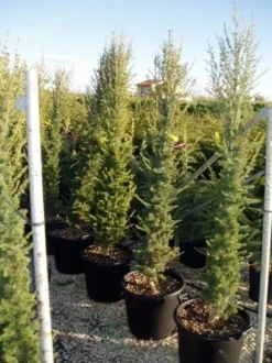 Zuilvormige Ceder (Cedrus Libani 'Fastigiata') 26 Zuilvormige Ceder (Cedrus Libani 'Fastigiata') -Tuinplantenwinkel 20070814180447 10