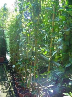 Bosrank, Groenblijvend (Clematis Armandii) -Tuinplantenwinkel 20070814193958 5 1