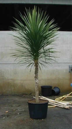 Cordyline (Cordyline Australis) 18 Cordyline (Cordyline Australis) -Tuinplantenwinkel 20070816135339 8