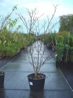 Reuzenkornoelje (Cornus Controversa 'Variegata') -Tuinplantenwinkel 20070816183642 11