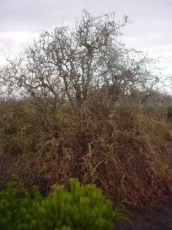 Kronkelhazelaar (Corylus Avellana 'Contorta') -Tuinplantenwinkel 20070817145524 35 7