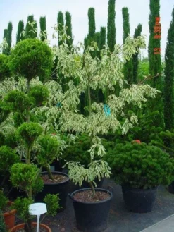 Reuzenkornoelje (Cornus Controversa 'Variegata') -Tuinplantenwinkel 20070903144245 7