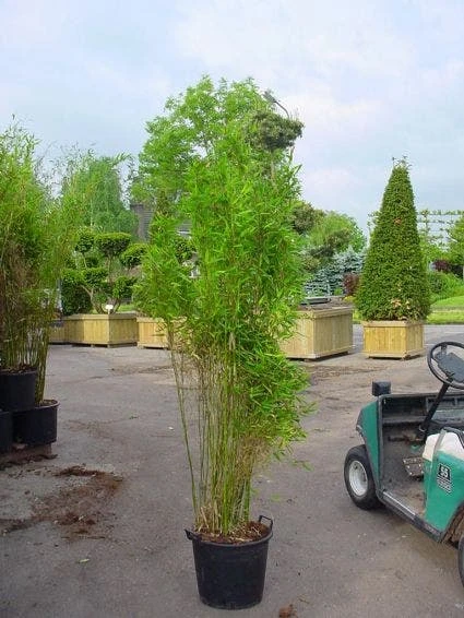 Niet Woekerende Bamboe (Fargesia 'Great Wall') 5 Niet Woekerende Bamboe (Fargesia 'Great Wall') - Afbeelding 5