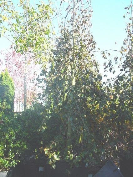 Rode Treurbeuk (Fagus Sylvatica 'Purple Fountain') 5 Rode Treurbeuk (Fagus Sylvatica 'Purple Fountain') - Afbeelding 5